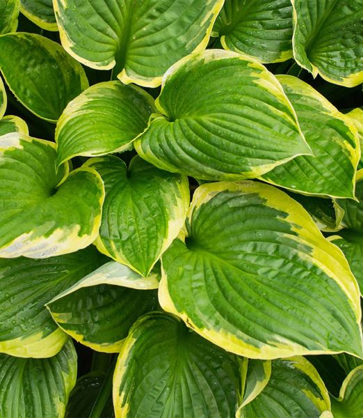 Hosta 'Golden Tiara'